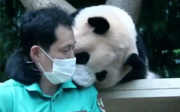 210719 Rare footage revealed: Early scenes of a fierce beast being tamed by its human keeper – giant