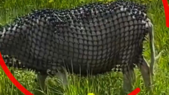 อัปเกรดชุดเกราะให้แกะ!#armor #sheep #reels #invertor #cool