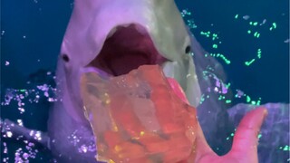 Does Xiao Hei belong to the eating show category?