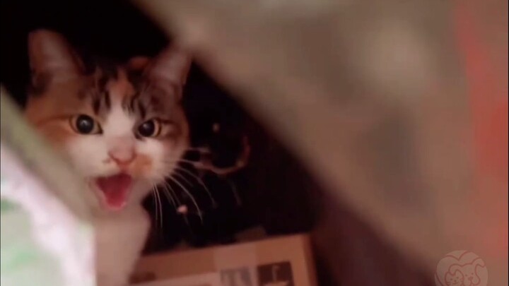 “One shot！！！！”