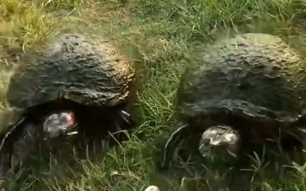 You little turtle, how dare you snatch my dried fish! Just wait till I bite you to death!