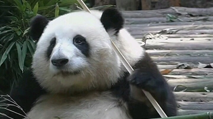 นักท่องเที่ยวบอกว่าฮวาฮวากัดไผ่ไม่เข้า ฮวาฮวาฟังออกเลย ฮ่าๆ หน้าตาน่ารักมาก แถมยังคอยจัดท่าทางอยู่เร