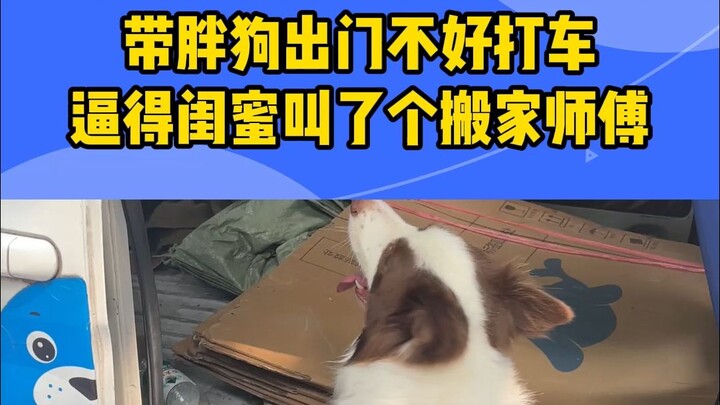 Membawa anjing membuat sulit untuk menyetop taksi; jasa pindahan rumah adalah pilihan terbaik.