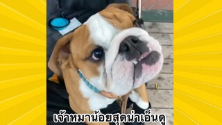 สัตว์เลี้ยงพื่อนขนปุย : เจ้าหมาน้อยสุดน่าเอ็นดู