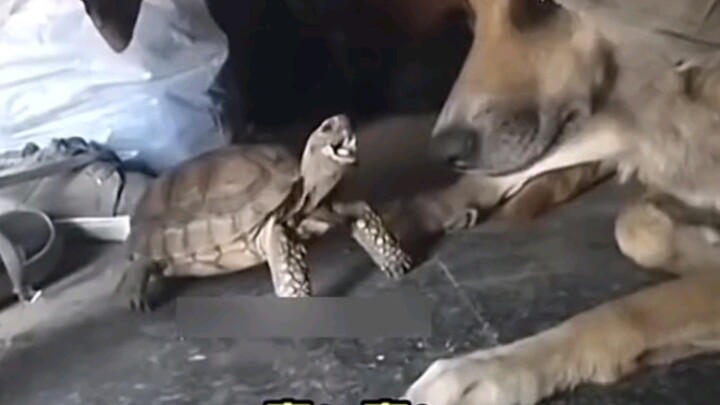 I’ll bite off your glans!