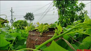 HOA ĐU ĐỦ ĐỰC NỘM. Món Ngon Dân Dã Tây Bắc. Cơm Mẹ Nấu | Duy Thao