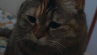 Whose good cat crows at five in the morning?