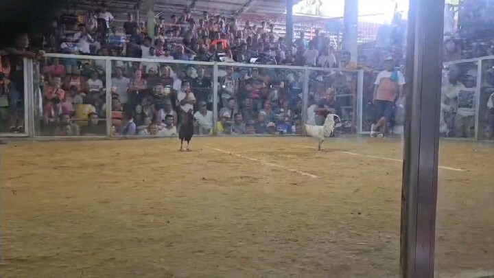 champion kons shawe promotion 3wins WIN WIN WIN