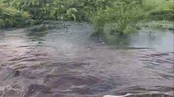 Panen air kalbar  Kab Ketapang Tanjung Pura