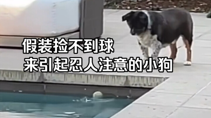 A performing puppy whose every move is perfectly anticipated by its owner