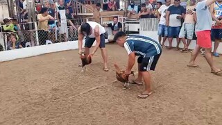 ORMOC GOLD / ALLIEN RH💪