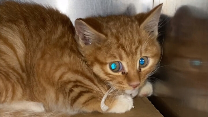 Bắt cóc thay cho mua sắm (không nghĩ ra được tiêu đề hay)