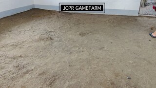 JCPR Gamefarm Sparring Banahaw Line