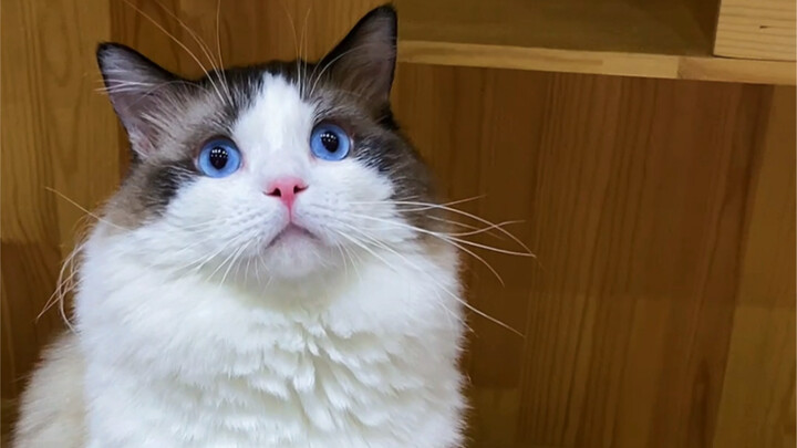 Make a Major Decision