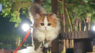 进来看小飞喵咪翻车