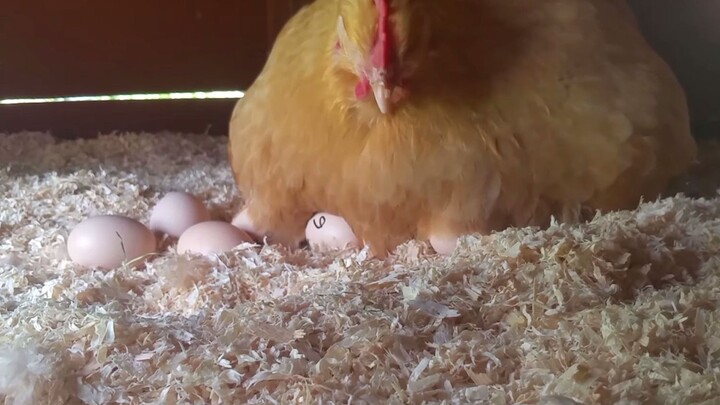 [Orpington Chicken] Diligently Incubating Eggs – A Dedicated Mother