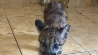 فتاة أجنبية تنقذ قطةً جريحةً وسط الثلوج.