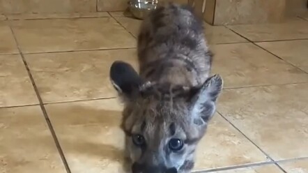 فتاة أجنبية تنقذ قطةً جريحةً وسط الثلوج.