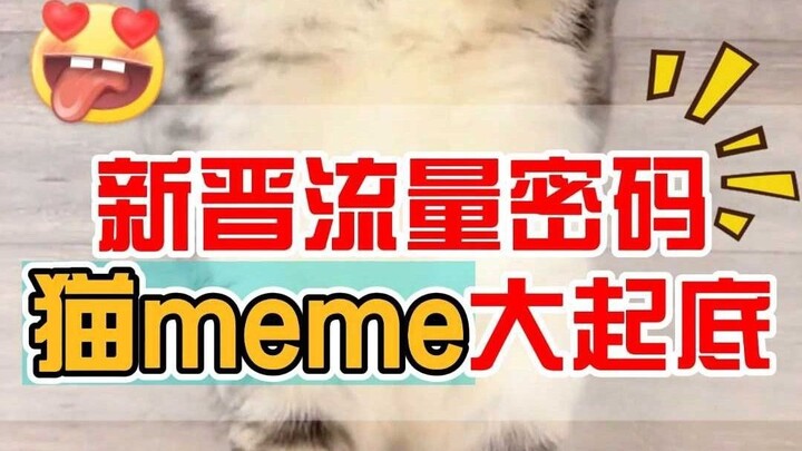 มีมแมวในหมู่เซเลบริตี้มีมแมว คุณรู้ไหมว่ามันมาจากไหน?