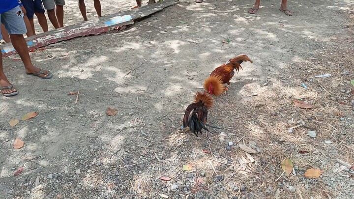 pang dalawa na ni semi bantam 😁