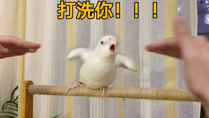 【Seniman Burung Nuri】Perkelahian burung nuri kok sehebat itu! Ngeri!