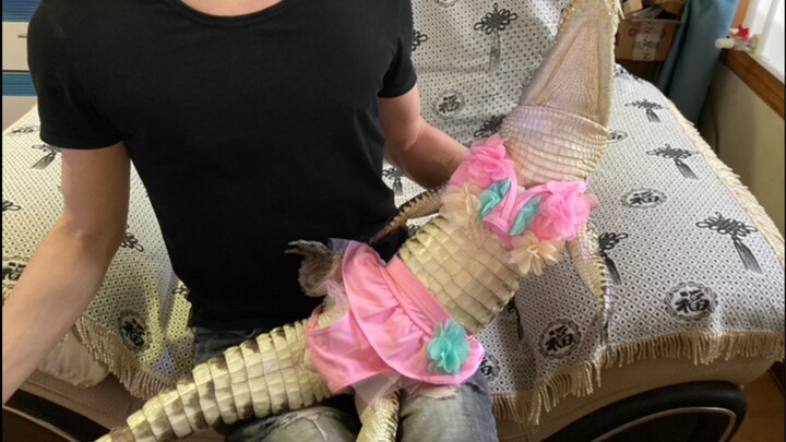 Pakaian bikini buaya kecil