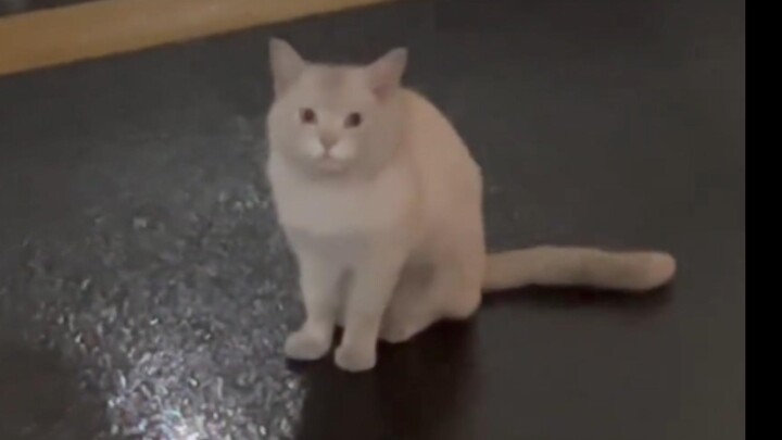 Kucing: Dua kalimat membuat dua wanita mengeluarkan uang untukku