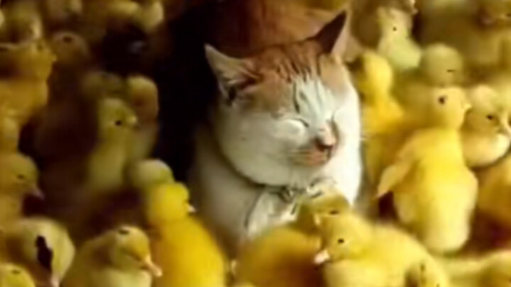 Đây có phải là cảm giác áp lực kiểu “vịt ép” không?