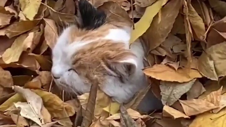 Henan Normal University's stray cat, Joule, has become a hit.