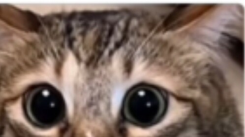 The squirrel's sincere eyes are so cute
