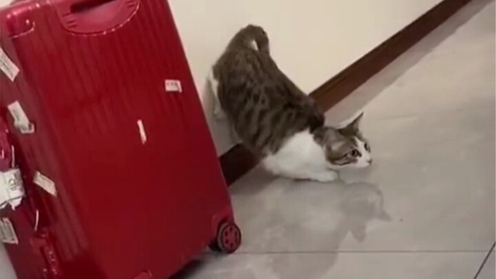 A flurry of intense actions