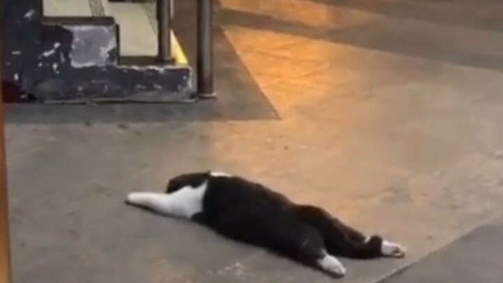 Video collection of adorable and plump cats