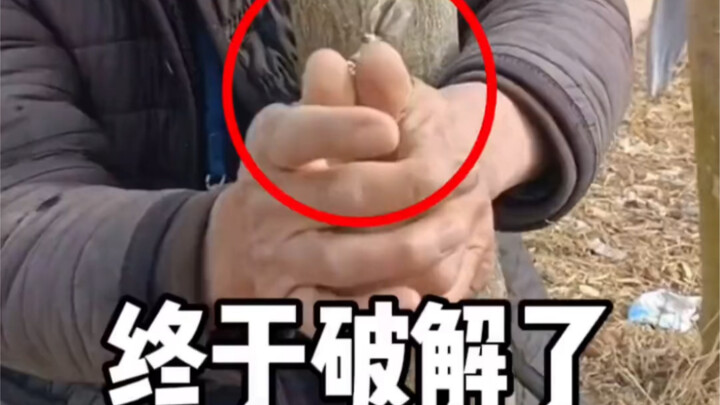 الجد العجوز علق إصبعه في قفل سلكي، وعبر الشجرة الضخمة على الهواء مباشرة!