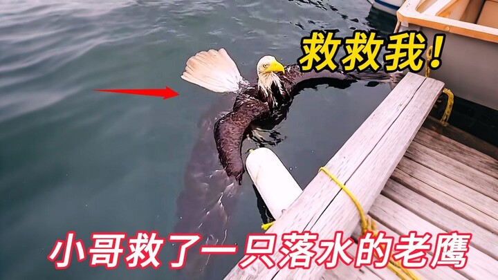 A young man rescued a drowning eagle. In gratitude, the eagle actually gifted him a sheep!
