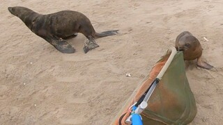 Selamatkan induk singa laut yang tersangkut di tali pancing! Bayi singa laut bergegas melindunginya 