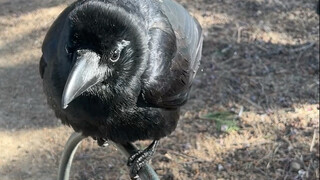 Bertemu burung gagak yang tidak takut manusia di Kuil Surga, sampai-sampai burung-burung itu hinggap