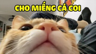 Xin ăn phiên bản HOÀNG THƯỢNG cục súc | Pets TV