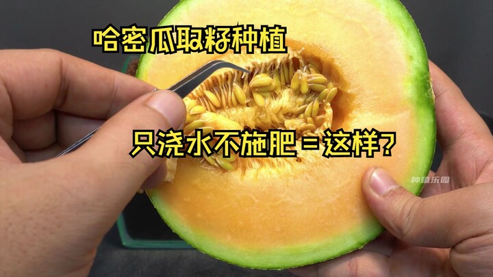 如果把哈密瓜中的籽取出来种土里，只浇水不施肥会发生什么？种植网纹哈密瓜也能如此有趣。