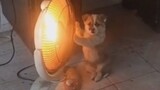 [Video Lucu] Anjing yang Membuatku Tertawa 7 Hari 7 Malam
