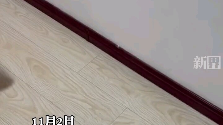 Sau khi bố học cách mua sắm trực tuyến, trong nhà lúc nào cũng xuất hiện đủ thứ đồ kỳ lạ!