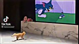 cute cat watvhing tom and jerry