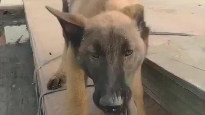 أنت كلب حقيقي!