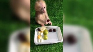 ลิงน้อยกินผลไม้ #น่ารัก #สัตว์ #สนุก