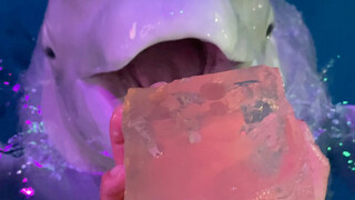 Xiao Hei marah lagi.