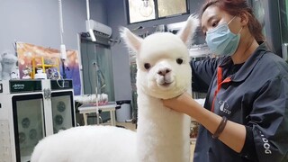 [Thú cưng] Đưa lạc đà Alpaca đi làm đẹp, kết quả ra sao?