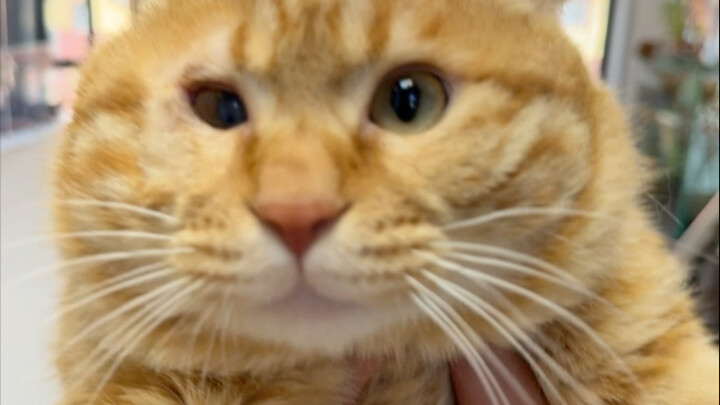 I never even watched TV when I was wandering around—this huge sum for two cat teasers totally blew m