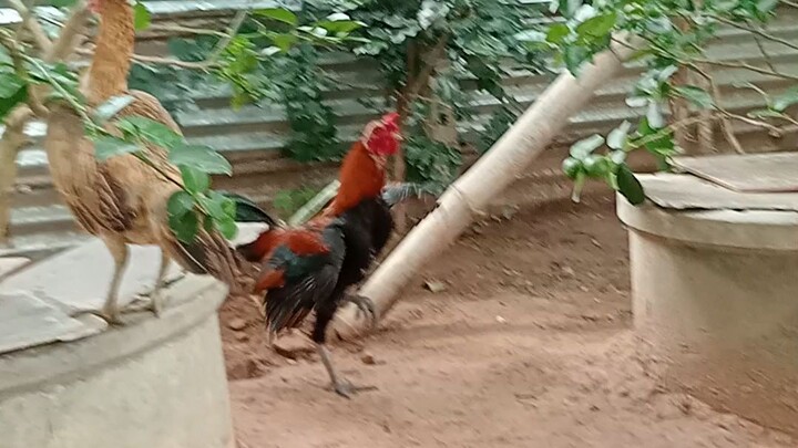 ไก่ตีกัน