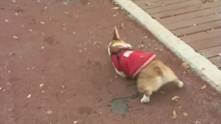 Corgi: Ada orang yang benar-benar kayak anjing!