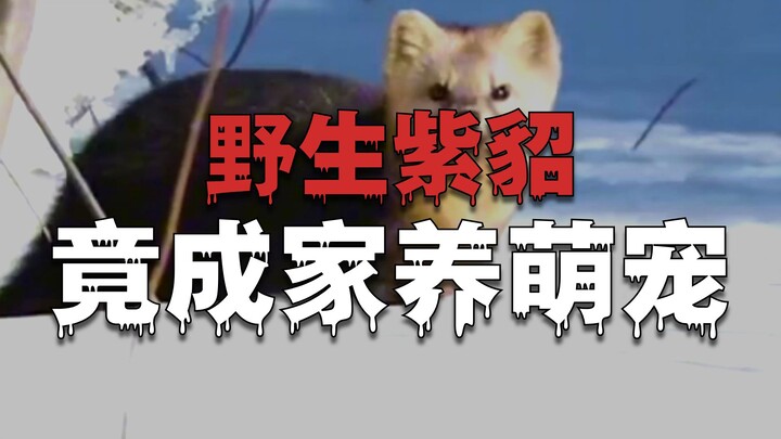 Chồn tuyết hoang dã: Lại ăn trộm hai lạng cơm, hihi!