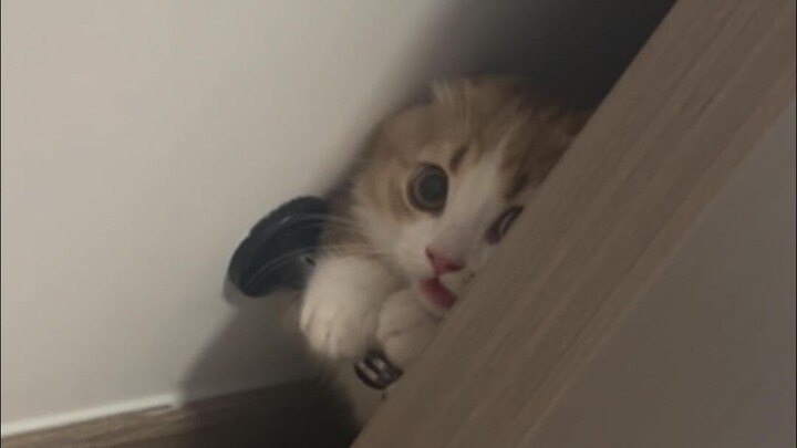 Cứ tưởng thu tai lại là mẹ sẽ không nhìn thấy con nữa à?